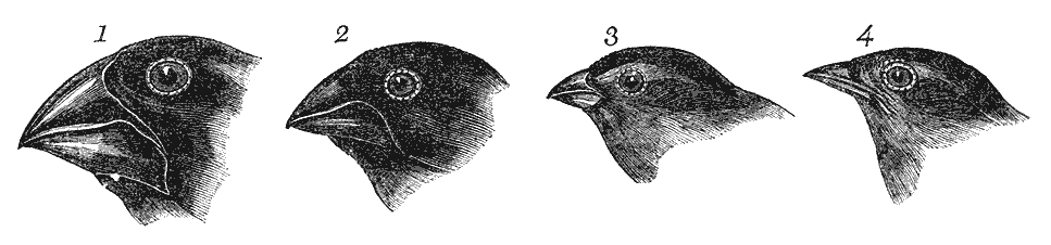 Darwin's Galapagos finches